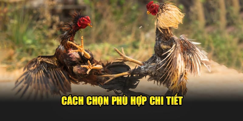 Cách chọn phù hợp chi tiết