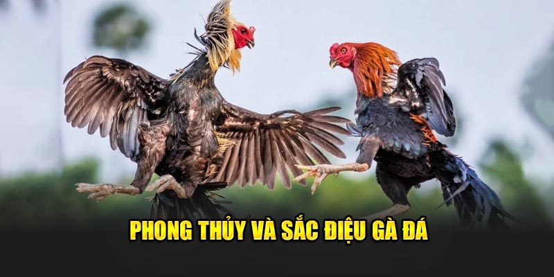 Phong thủy và màu gà đá